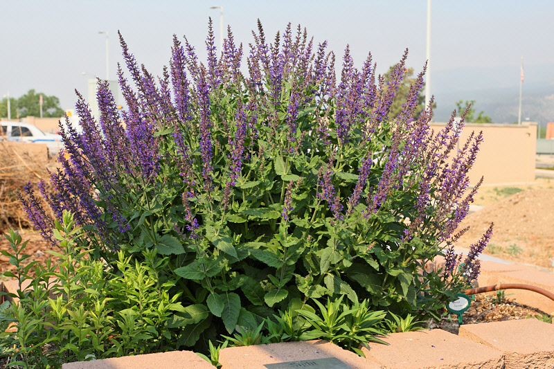 BlueQueenSalvia797-SalviaOfficialnalisPurpea.jpg