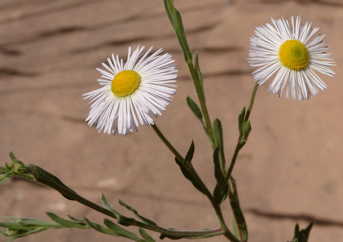 Fleabane-872-2545.jpg