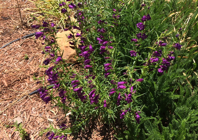 Penstemon_x_mexicali_PikesPeakPurple.jpg