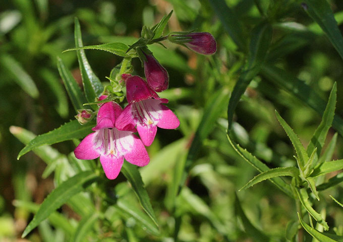 RedRocksPenstemon791.jpg