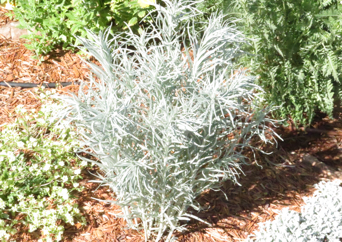 Rock_Vernonia_lindheimeri_Ironweed.jpg