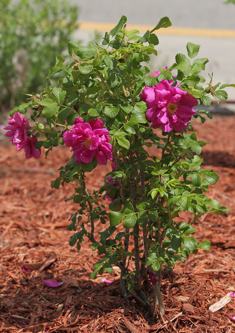 RosaMagnificaShrubRose447.jpg