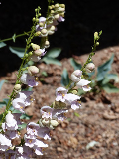 PalmerPenstemon