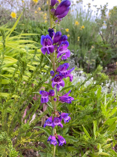 penstemon1