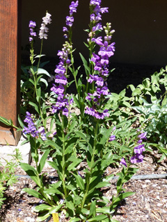penstemon2