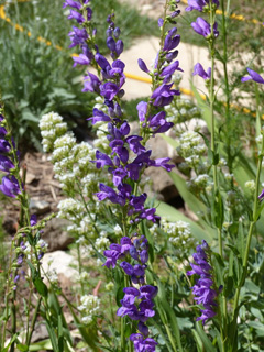 penstemon3